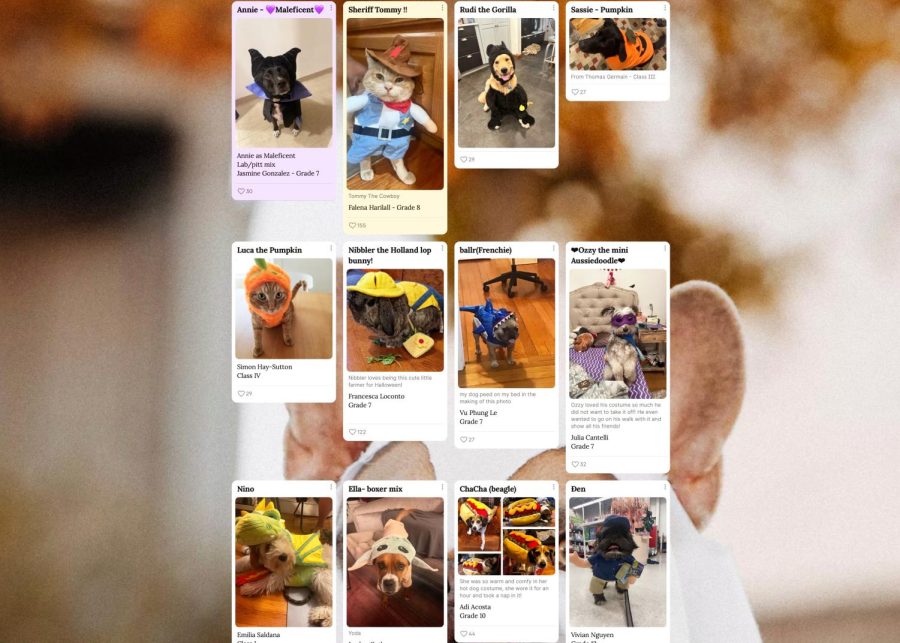 Look at all these adorable pets! (Source: Padlet)
